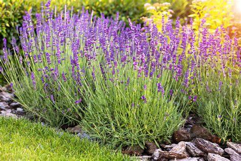 Lavanda PenalbaWeb.com