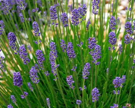 Lavandula PenalbaWeb.com