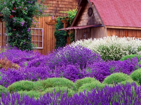 Lavender cottage PenalbaWeb.com
