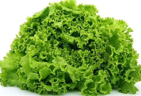 Lechuga PenalbaWeb.com