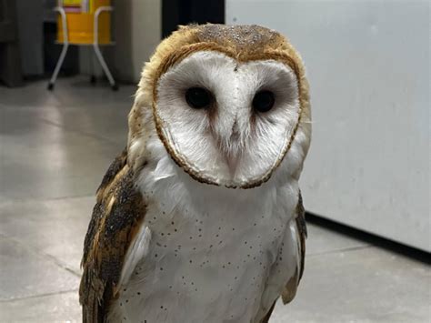 Lechuza PenalbaWeb.com