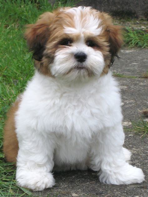 Lhasa apso PenalbaWeb.com