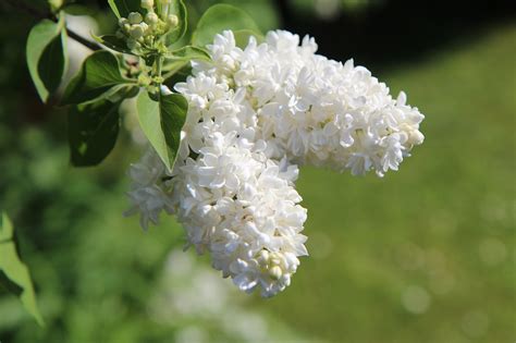 Lilas blanc PenalbaWeb.com