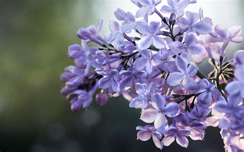 Lilas PenalbaWeb.com