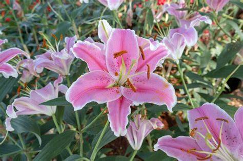 Lilly PenalbaWeb.com