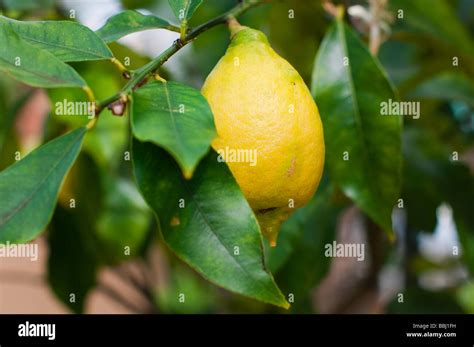 Limon PenalbaWeb.com