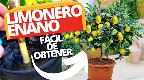 Limonero enano PenalbaWeb.com