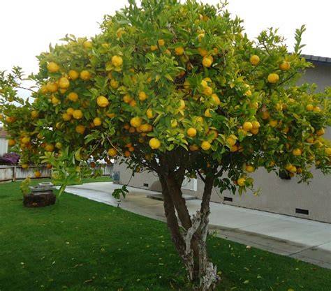 Limonero eureka PenalbaWeb.com