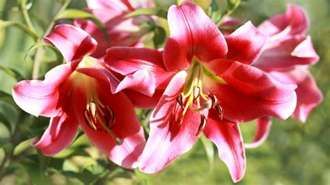 Lirio PenalbaWeb.com