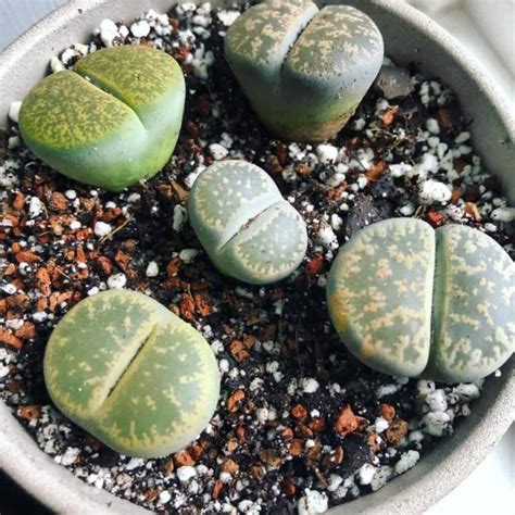 Lithops PenalbaWeb.com