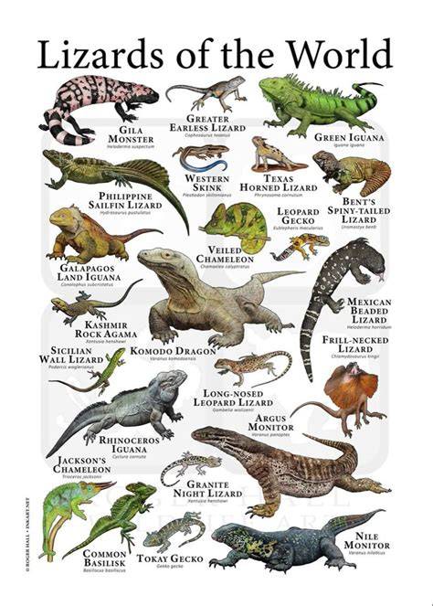 Lizards PenalbaWeb.com