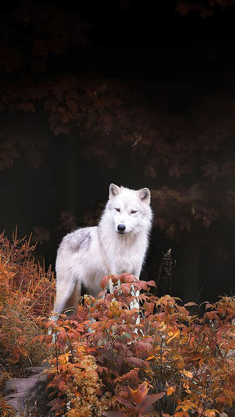Lobo blanco PenalbaWeb.com