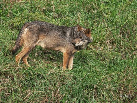 Lobo iberico PenalbaWeb.com