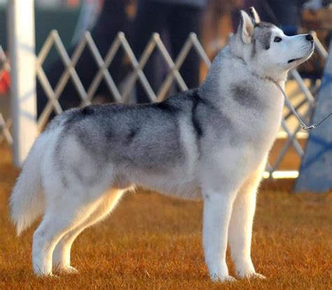 Lobo siberiano PenalbaWeb.com