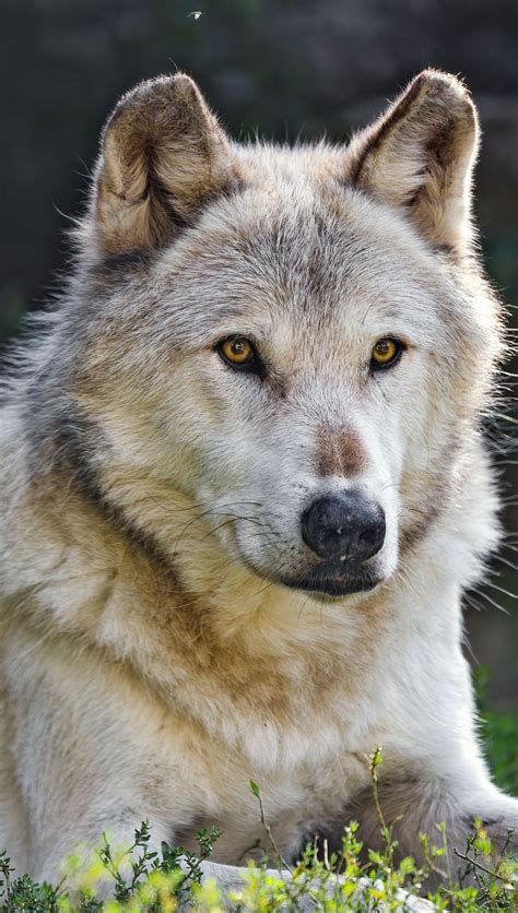 Lobo PenalbaWeb.com