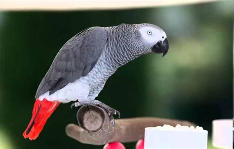 Loro cola roja PenalbaWeb.com