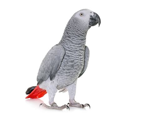 Loro gris yaco PenalbaWeb.com