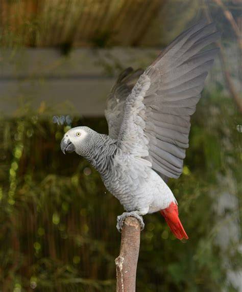 Loro gris PenalbaWeb.com