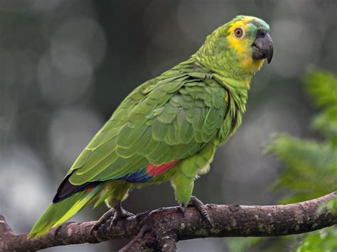 Loro hablador PenalbaWeb.com