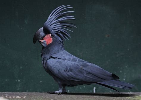 Loro palma PenalbaWeb.com