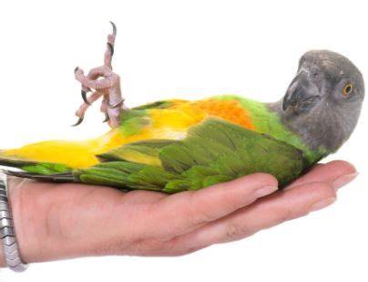 Loro you you PenalbaWeb.com