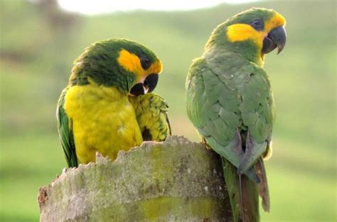 Loro PenalbaWeb.com