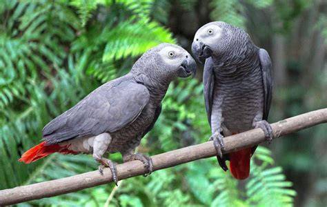 Loros africanos PenalbaWeb.com