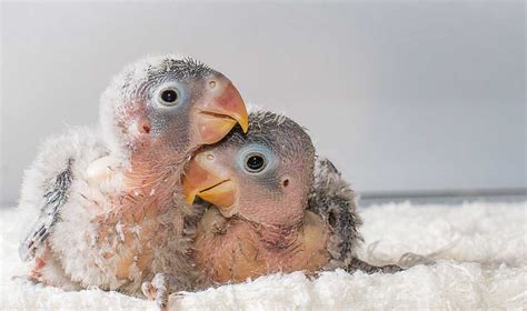 Loros bebes PenalbaWeb.com