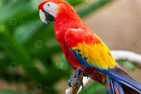 Loros guacamayo PenalbaWeb.com