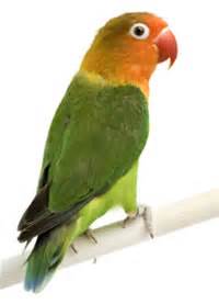 Loros madrid PenalbaWeb.com