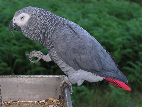 Loros yaco PenalbaWeb.com