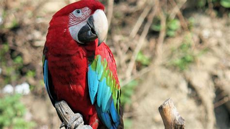 Loros PenalbaWeb.com