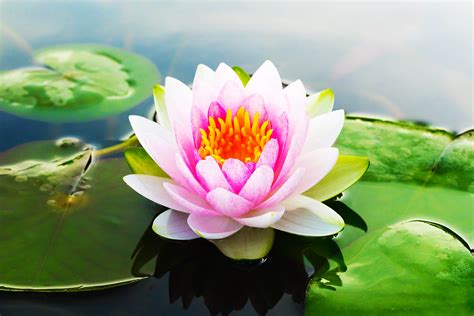 Lotus PenalbaWeb.com