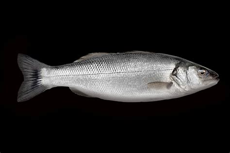 Lubina PenalbaWeb.com