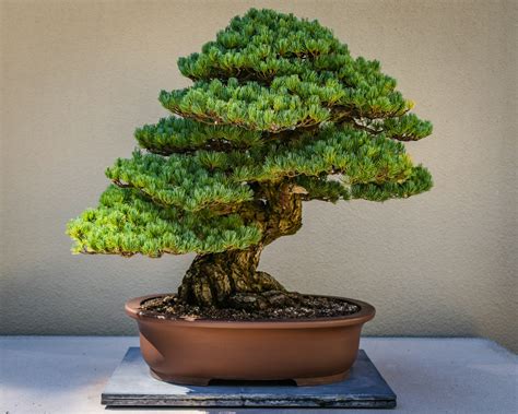 Maceta bonsai PenalbaWeb.com