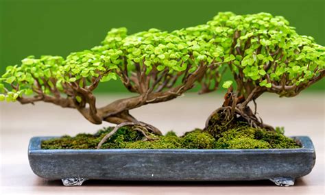 Macetas para bonsai PenalbaWeb.com