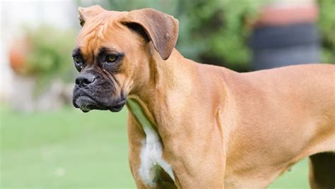 Machos boxer PenalbaWeb.com