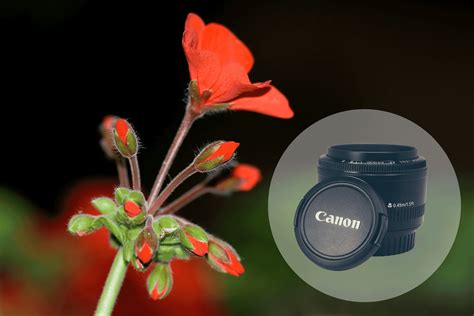 Macro canon PenalbaWeb.com