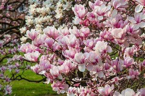 Magnolia PenalbaWeb.com