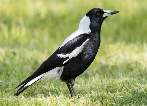 Magpie PenalbaWeb.com