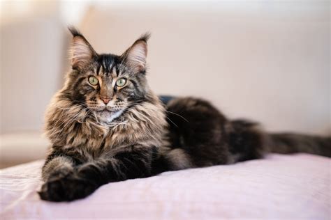 Maine coon PenalbaWeb.com
