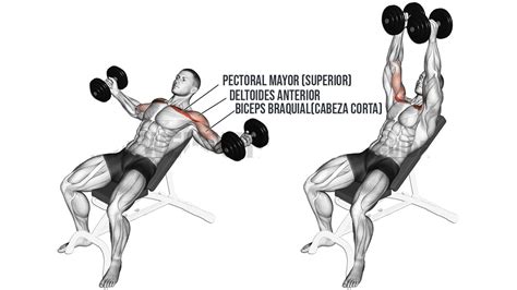 Mancuernas banco PenalbaWeb.com