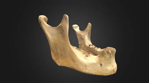 Mandibula PenalbaWeb.com