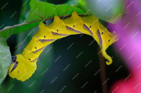 Manduca PenalbaWeb.com