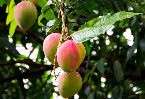 Mango africano PenalbaWeb.com