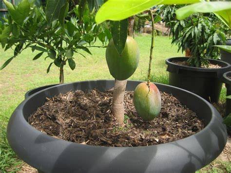 Mango maceta PenalbaWeb.com