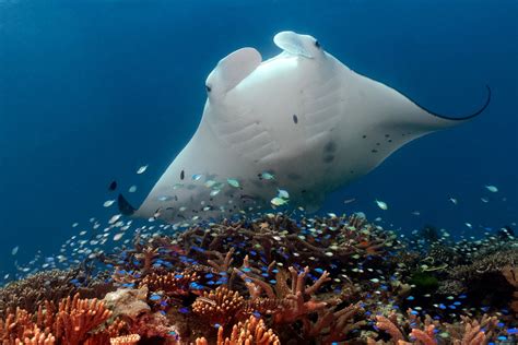 Manta coral PenalbaWeb.com