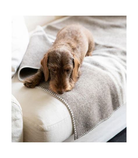 Manta perro PenalbaWeb.com