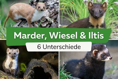 Marder PenalbaWeb.com