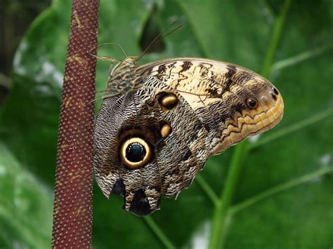 Mariposa PenalbaWeb.com